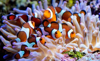 a_385_clownfish-article-header (1) (1)