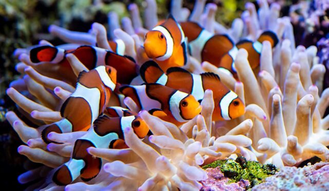 a_385_clownfish-article-header (1) (1)