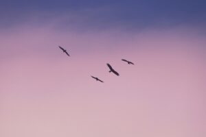 saurav-mahto-ijWb7URJQyo-unsplash